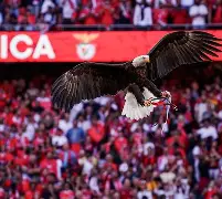 2025广东宏远热身赛直播在线观看